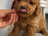 Sağlık Ve Irk Garantili Poodle Yavrularımız