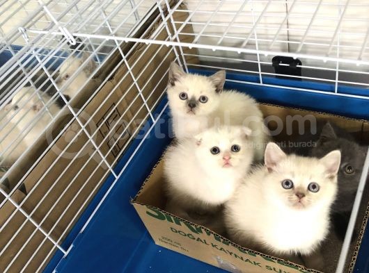 Scotti̇sh Fold Yavrularimiz Gelmi̇şti̇r görsel