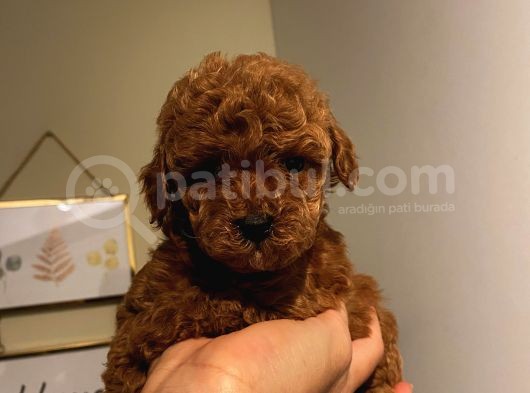 Aşılı Pasaportlu Toypoodle Bebeklerimiz