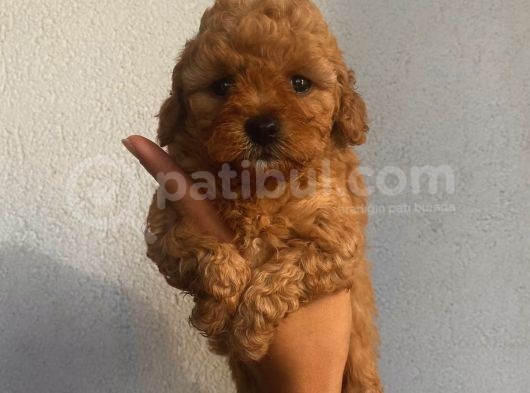 Aşılı Pasaportlu Toypoodle Bebeklerimiz görsel