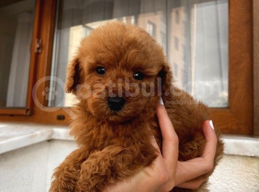 Sağlık Ve Irk Garantili Poodle Yavrularımız