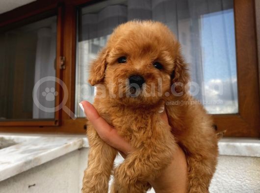 Sağlık Ve Irk Garantili Poodle Yavrularımız görsel