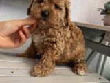 Sağlık Ve Irk Garantili Poodle Yavrularımız