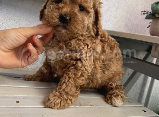 Sağlık Ve Irk Garantili Poodle Yavrularımız görsel