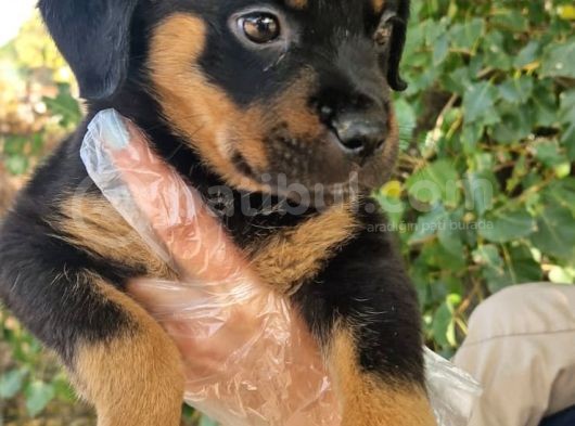 Rottweiler Yavrumuz görsel