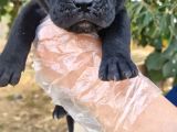 Cane Corsa Yavrular