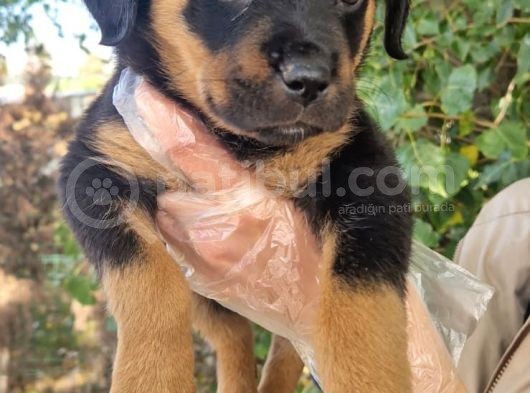 Rottweiler Yavrumuz görsel