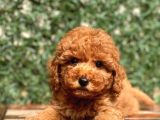 Mi̇ni̇ Toy Poodle Bebekler