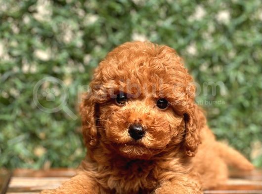Mi̇ni̇ Toy Poodle Bebekler görsel