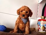 Safkan Toy Poodle Yavrularımız