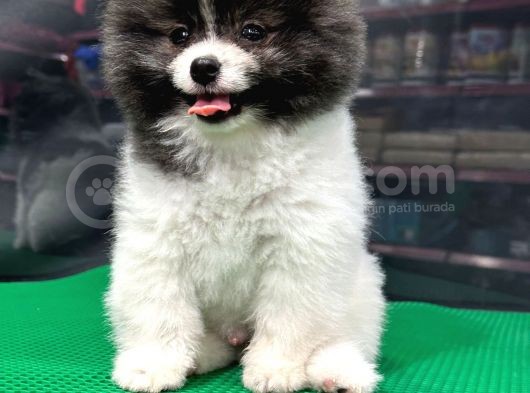 ❤️  2.5 Aylık Erkek Pomeranian Yavrumuz görsel