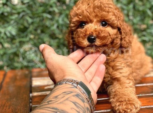 Mi̇ni̇ Toy Poodle Bebekler görsel