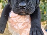 Cane Corsa Yavrular