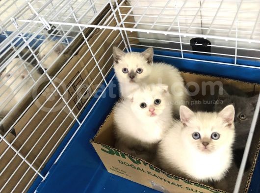 Scotti̇sh Fold Yavrularimiz Gelmi̇şti̇r görsel
