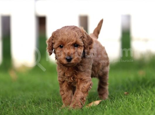 Sağlik Ve Irk Garanti̇li̇ Red Brown Toy Poodle Yavrularimiz görsel