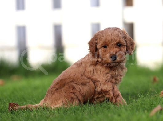 Sağlik Ve Irk Garanti̇li̇ Red Brown Toy Poodle Yavrularimiz