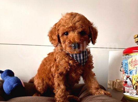 Orji̇nal Toy Poodle Yavrular görsel
