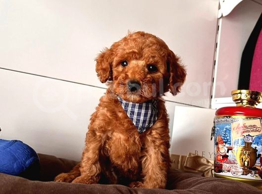 Orji̇nal Toy Poodle Yavrular