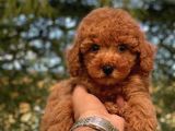 Mi̇ni̇ Toy Poodle Bebekler