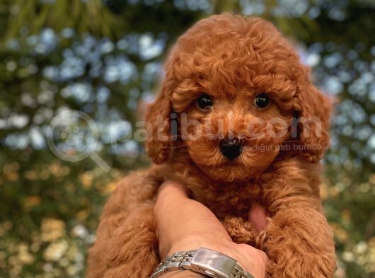 Mi̇ni̇ Toy Poodle Bebekler