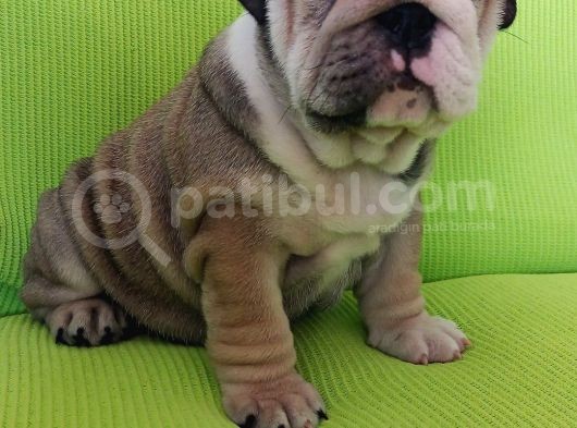 Show Kalite İngiliz Bulldog Bebekler görsel