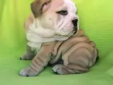 Show Kalite İngiliz Bulldog Bebekler