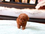 Sağlik Ve Irk Garanti̇li̇ Red Brown Toy Poodle Yavrularimiz