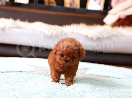 Sağlik Ve Irk Garanti̇li̇ Red Brown Toy Poodle Yavrularimiz