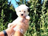 Show Kalite Morkie Cinsi Yavrumuz