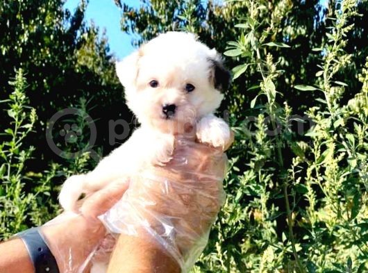Show Kalite Morkie Cinsi Yavrumuz