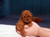 Sağlik Ve Irk Garanti̇li̇ Red Brown Toy Poodle Yavrularimiz
