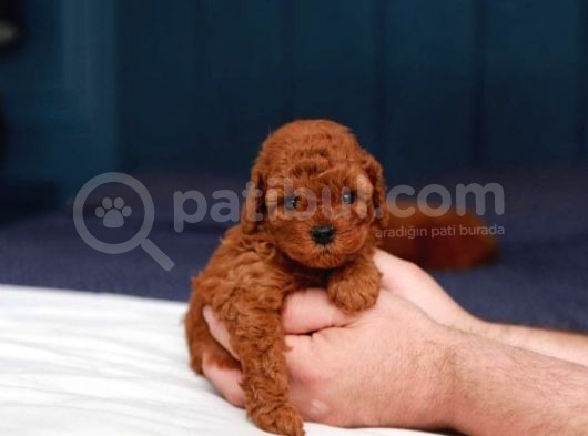 Sağlik Ve Irk Garanti̇li̇ Red Brown Toy Poodle Yavrularimiz görsel