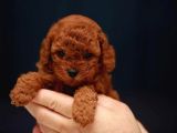 Sağlik Ve Irk Garanti̇li̇ Red Brown Toy Poodle Yavrularimiz