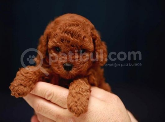 Sağlik Ve Irk Garanti̇li̇ Red Brown Toy Poodle Yavrularimiz görsel