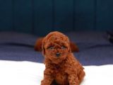 Sağlik Ve Irk Garanti̇li̇ Red Brown Toy Poodle Yavrularimiz