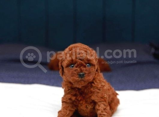 Sağlik Ve Irk Garanti̇li̇ Red Brown Toy Poodle Yavrularimiz görsel