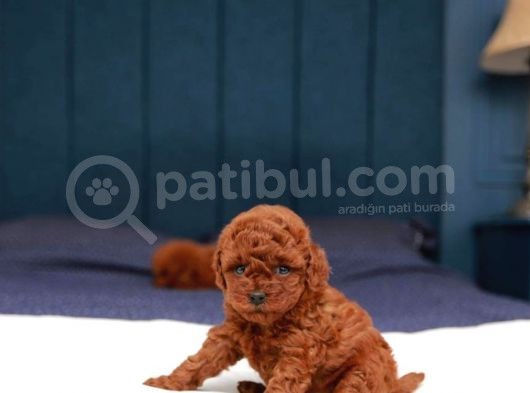 Sağlik Ve Irk Garanti̇li̇ Red Brown Toy Poodle Yavrularimiz
