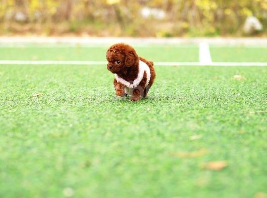 Sağlik Ve Irk Garanti̇li̇ Red Brown Toy Poodle Yavrularimiz