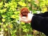 Sağlik Ve Irk Garanti̇li̇ Red Brown Toy Poodle Yavrularimiz