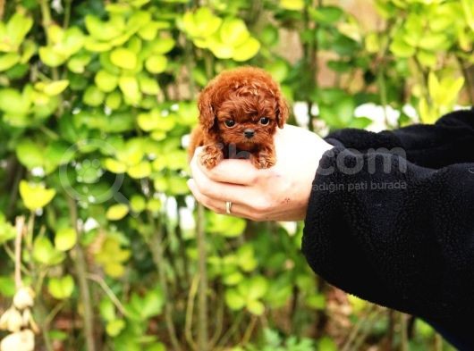 Sağlik Ve Irk Garanti̇li̇ Red Brown Toy Poodle Yavrularimiz görsel