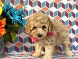 Sağlik Ve Irk Garanti̇li̇ Toy Poodle Yavrularimiz