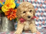 Sağlik Ve Irk Garanti̇li̇ Toy Poodle Yavrularimiz