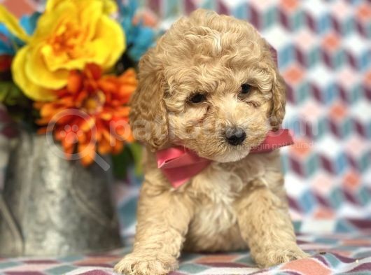 Sağlik Ve Irk Garanti̇li̇ Toy Poodle Yavrularimiz görsel