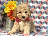 Sağlik Ve Irk Garanti̇li̇ Toy Poodle Yavrularimiz