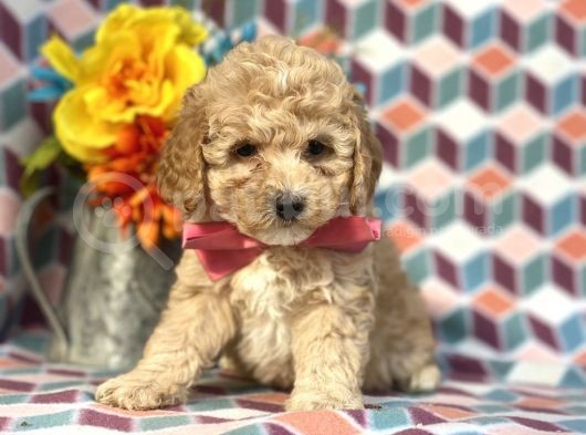 Sağlik Ve Irk Garanti̇li̇ Toy Poodle Yavrularimiz