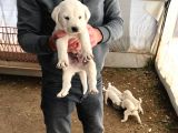 Show Kalite Akbaş Yavrular