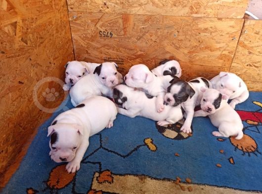 French Bulldog Yavrular