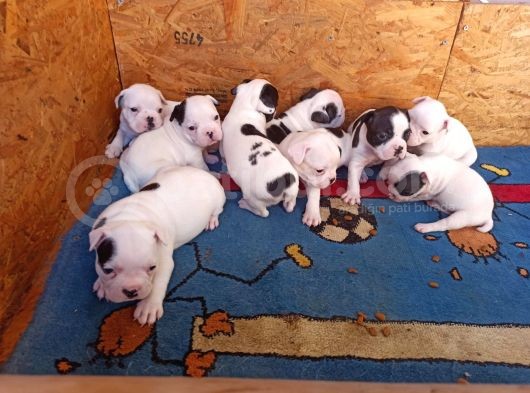 French Bulldog Yavrular görsel