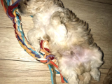 Maltipoo Yavrularım