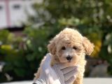 Bebek Surat Malti̇poo Yavrumuz